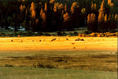 There is Life outside the walls; these Elk do not leave our lands..