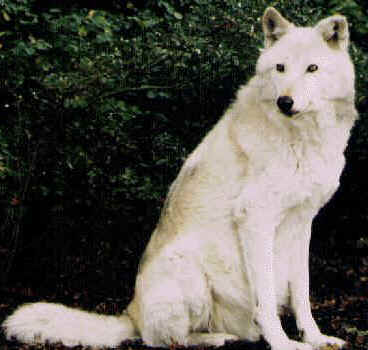 Our only white wolf..
